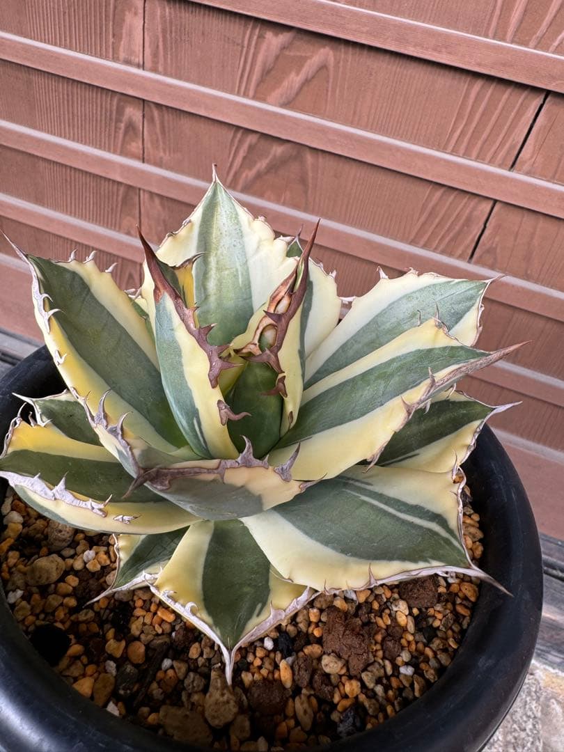 アガベ Agave titanota 'Snaggle Tooth' 180