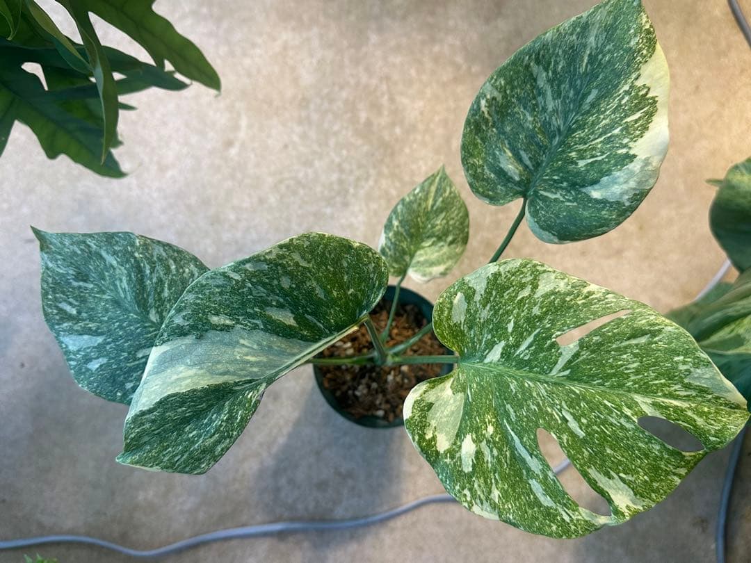 モンステラタイコンステレーション