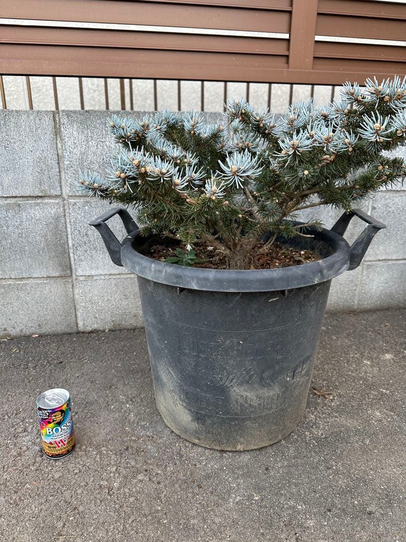 プンゲンストウヒ　グロボーサ　ガーデニング　コニファー　ホプシー　庭木　もみの木