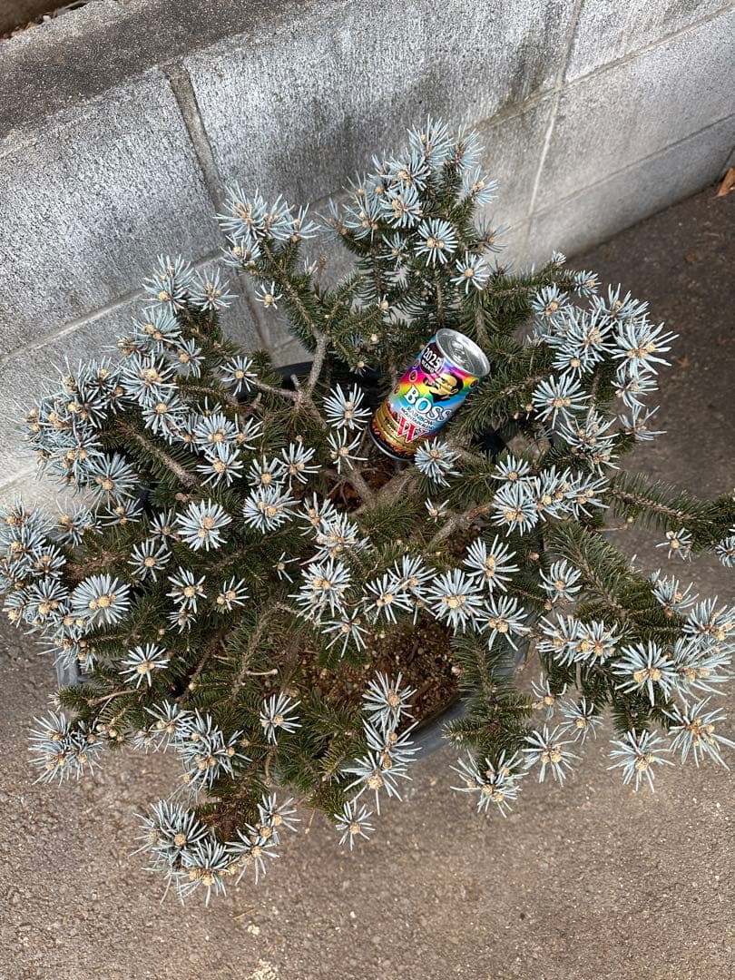 プンゲンストウヒ　グロボーサ　ガーデニング　コニファー　ホプシー　庭木　もみの木