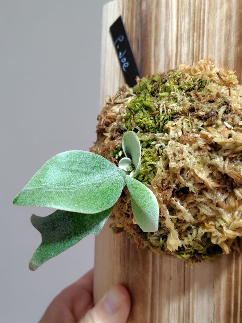 ビカクシダ P. Joe