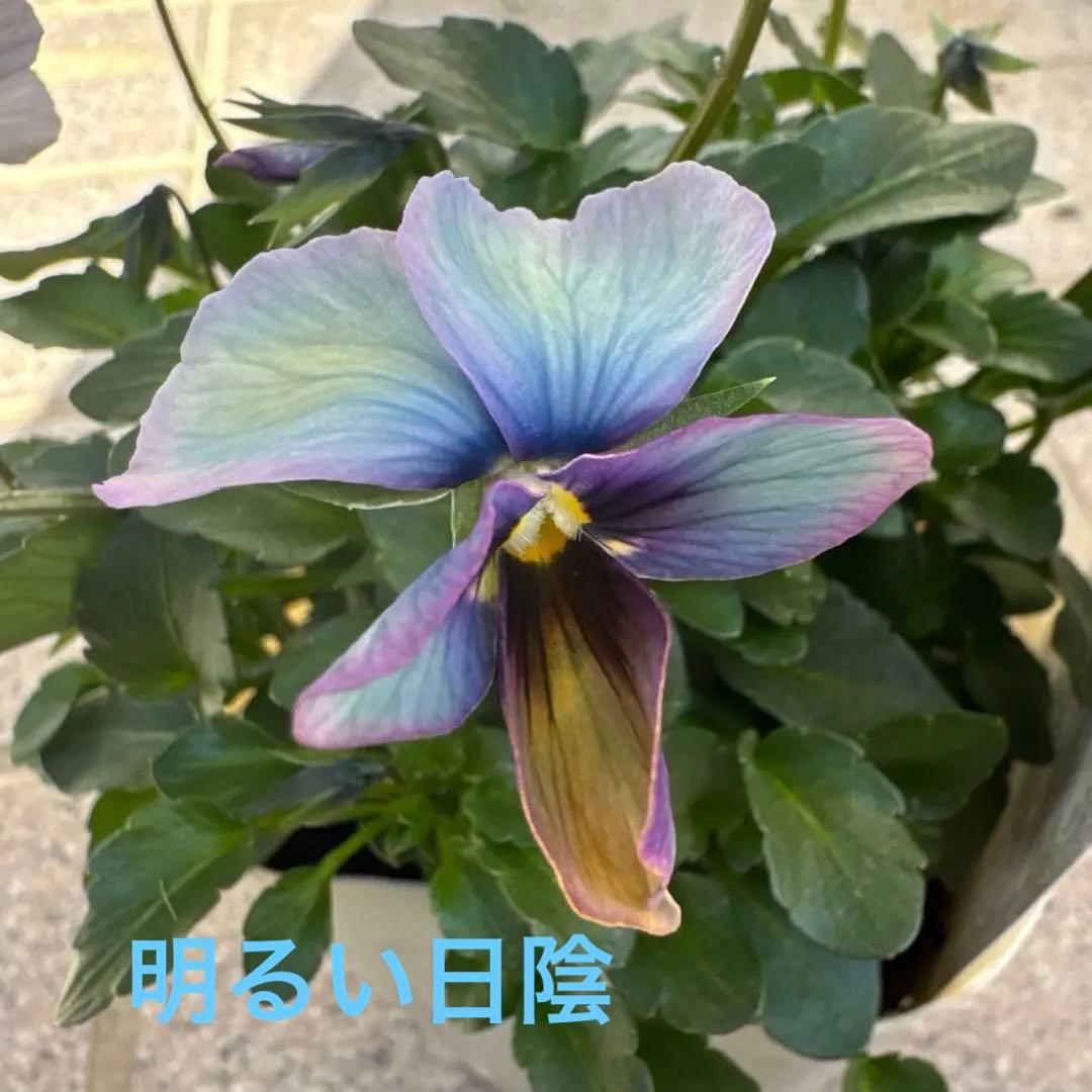 ビオラ　パンジー　すみれ図鑑