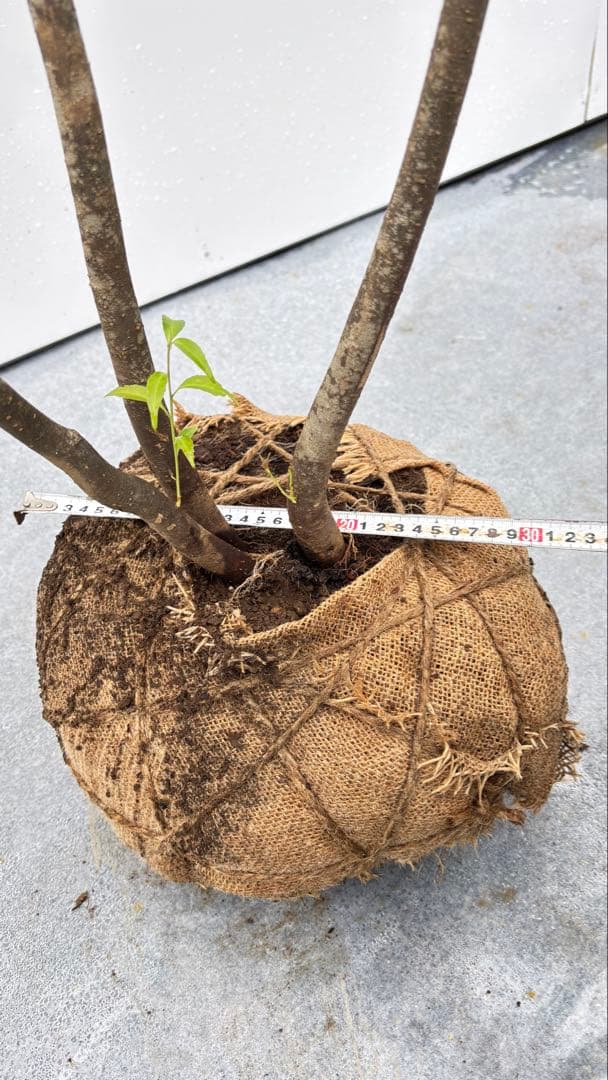 美しい樹形が魅力的 山採り ハイノキ 株立 664 樹高2.1m位 高級樹