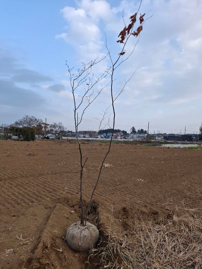 シロモジ 雑木 ――アオダモアオハダ モミジ 山彩り ――