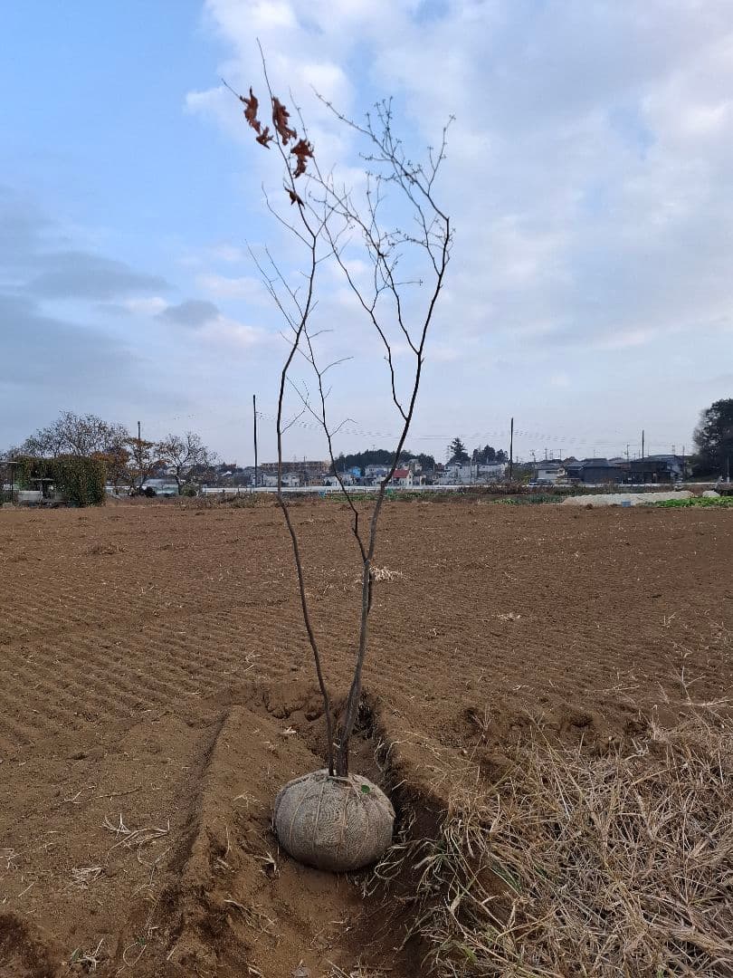 シロモジ 雑木 ――アオダモアオハダ モミジ 山彩り ――
