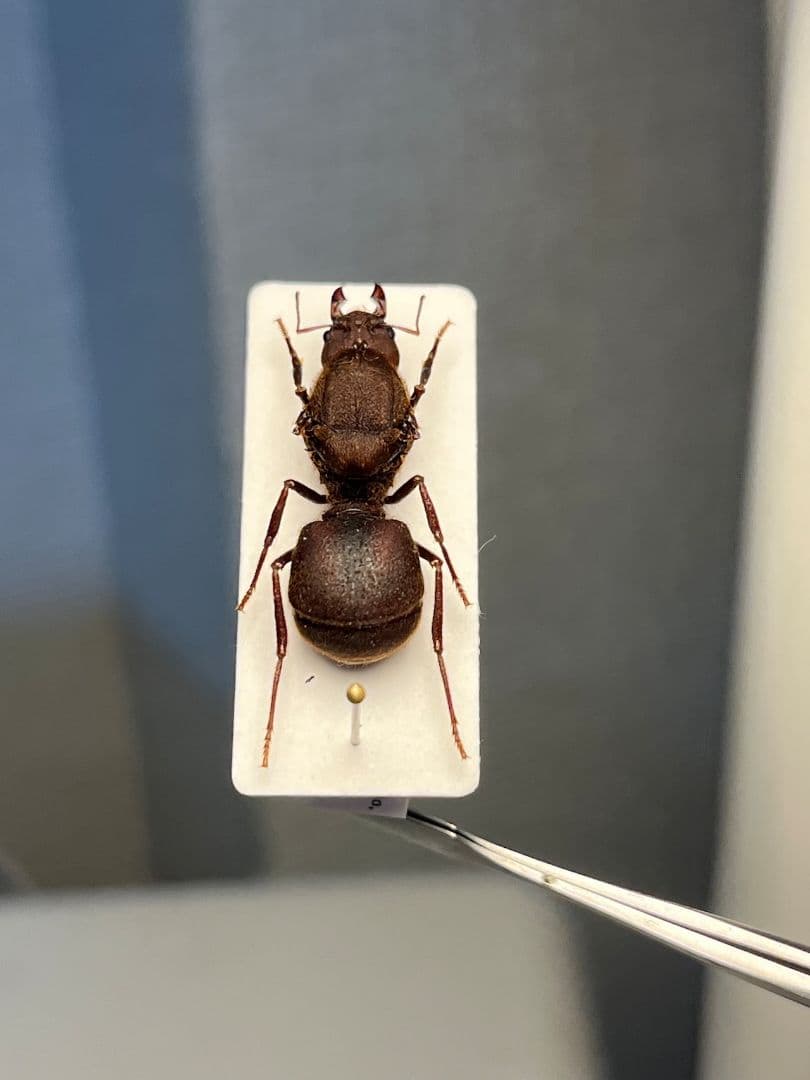 【25mm】ハキリアリの女王標本　Atta cephalotes？ パラポネラ