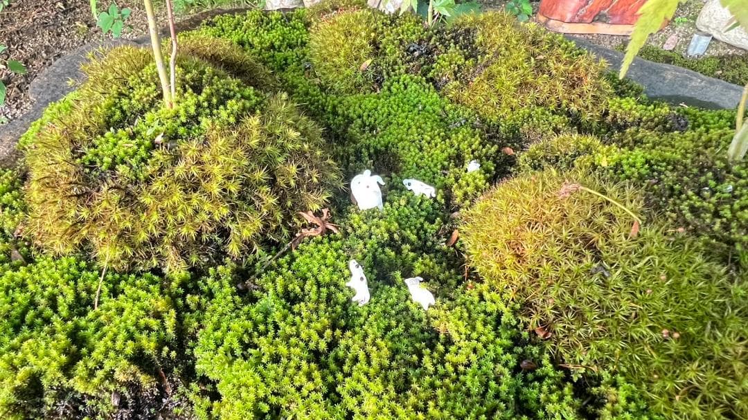 No.55 もみじ　苔　京鞍馬風平石