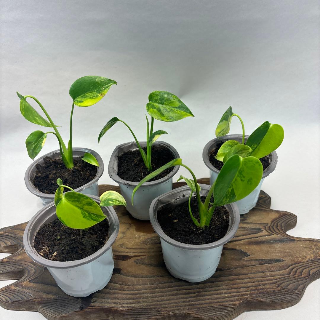 ぴ*く様 5株セットms85【特別選抜】デリシオーサ イエローマリリンモンステラ