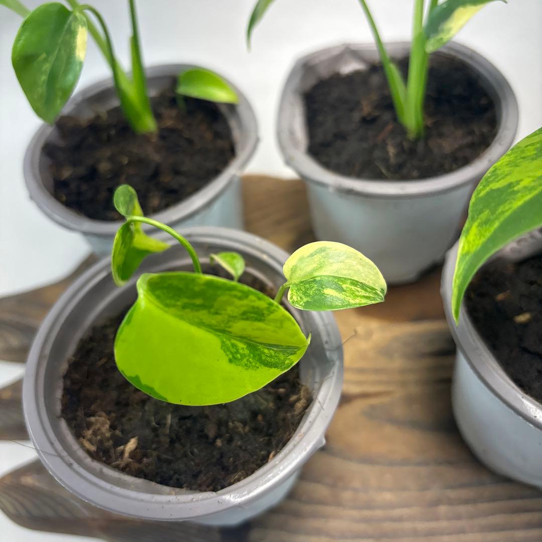 ぴ*く様 5株セットms85【特別選抜】デリシオーサ イエローマリリンモンステラ