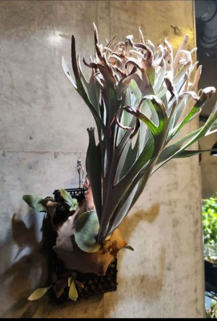 ビカクシダ エルサ Elsa oc株 子株④