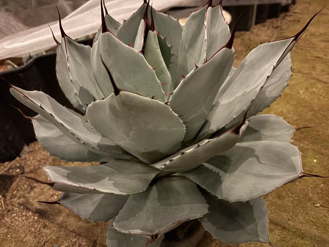 太*ん様 大株 約40センチ 【US産/300円スタート】トランカータ　ハンティ