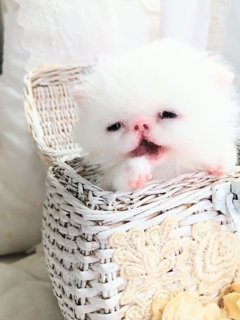 お世話セット♡なき虫子猫ちゃん♡お腹ぽっこり♡アートドール♡ぬいぐるみ♡