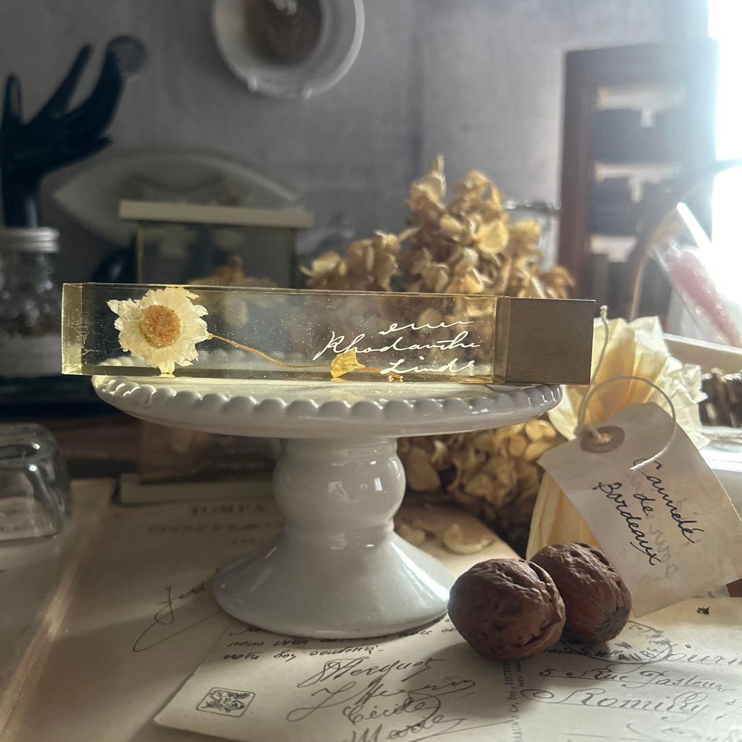 ローダンセ 真鍮 樹脂標本 errer 植物標本