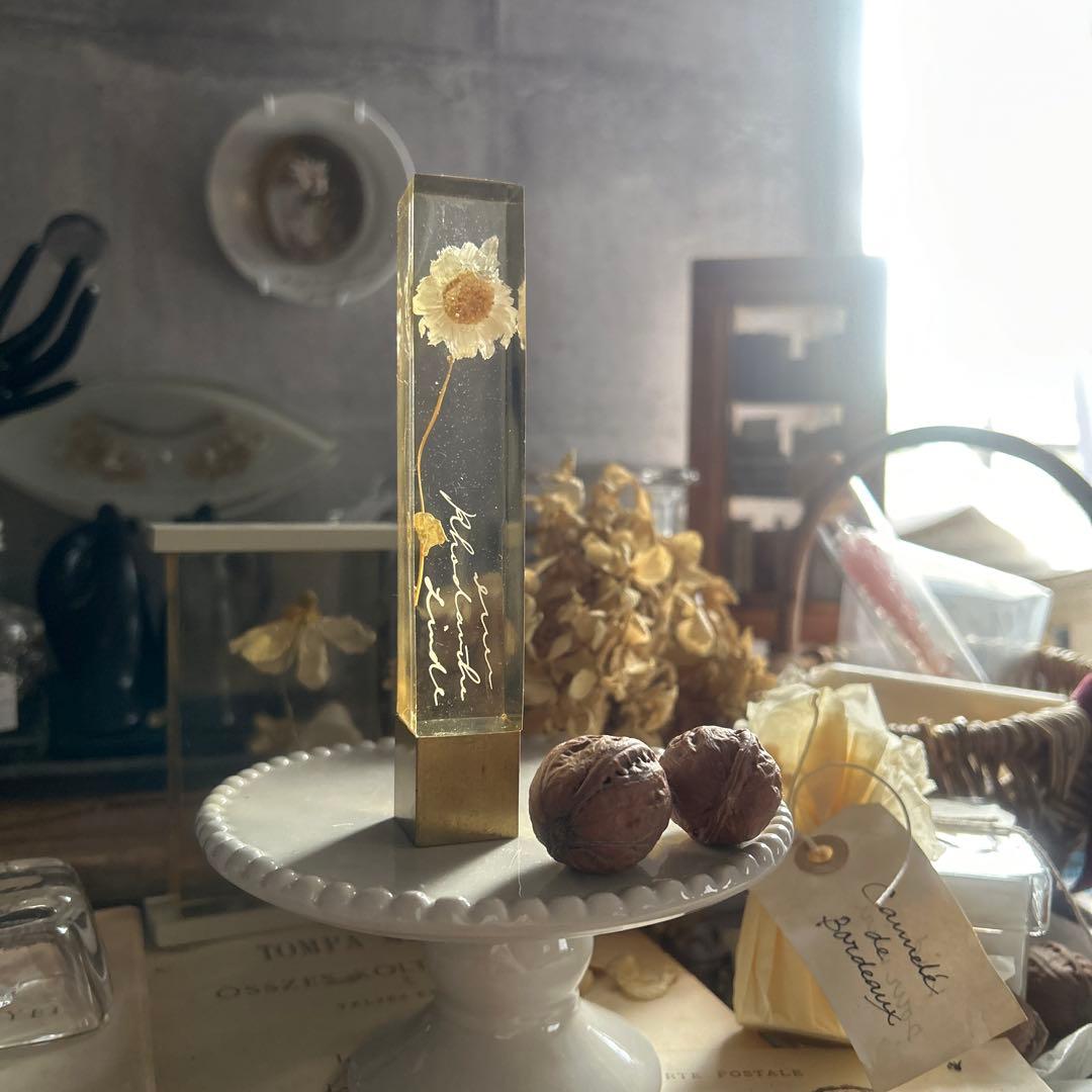 ローダンセ 真鍮 樹脂標本 errer 植物標本