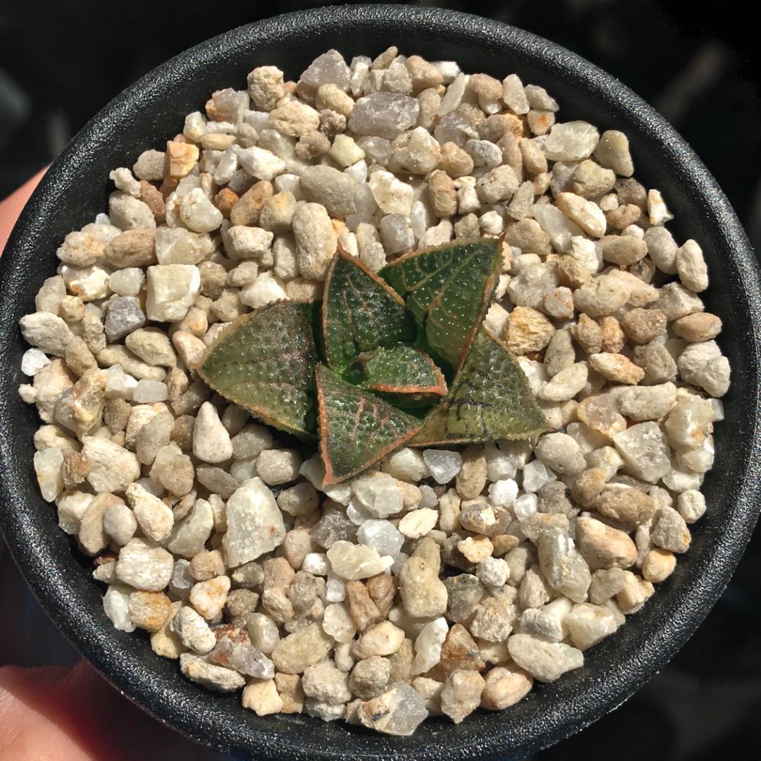 【期間限定】【原種】 ハオルチア H. mcmurtryi GM272 多肉植物