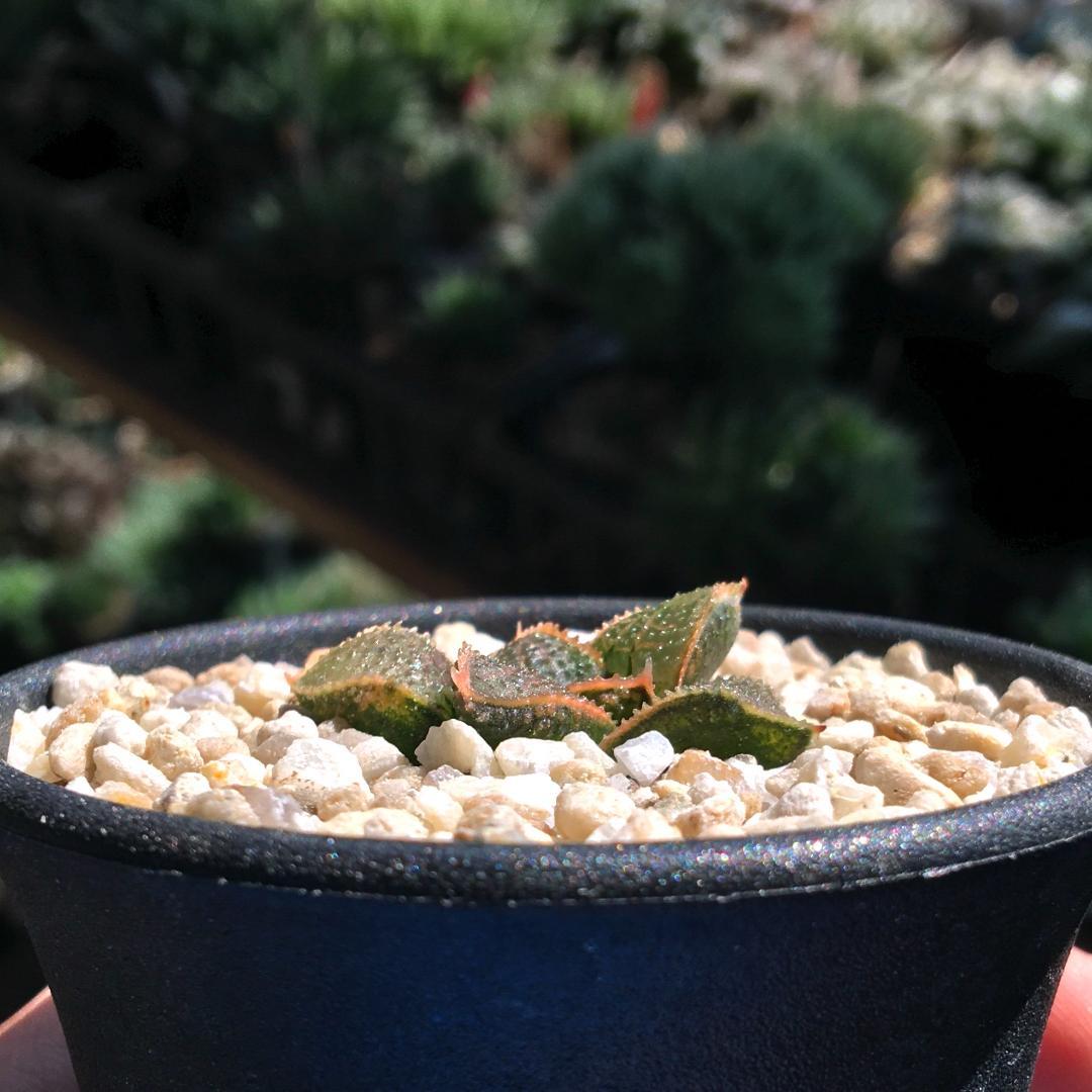 【期間限定】【原種】 ハオルチア H. mcmurtryi GM272 多肉植物