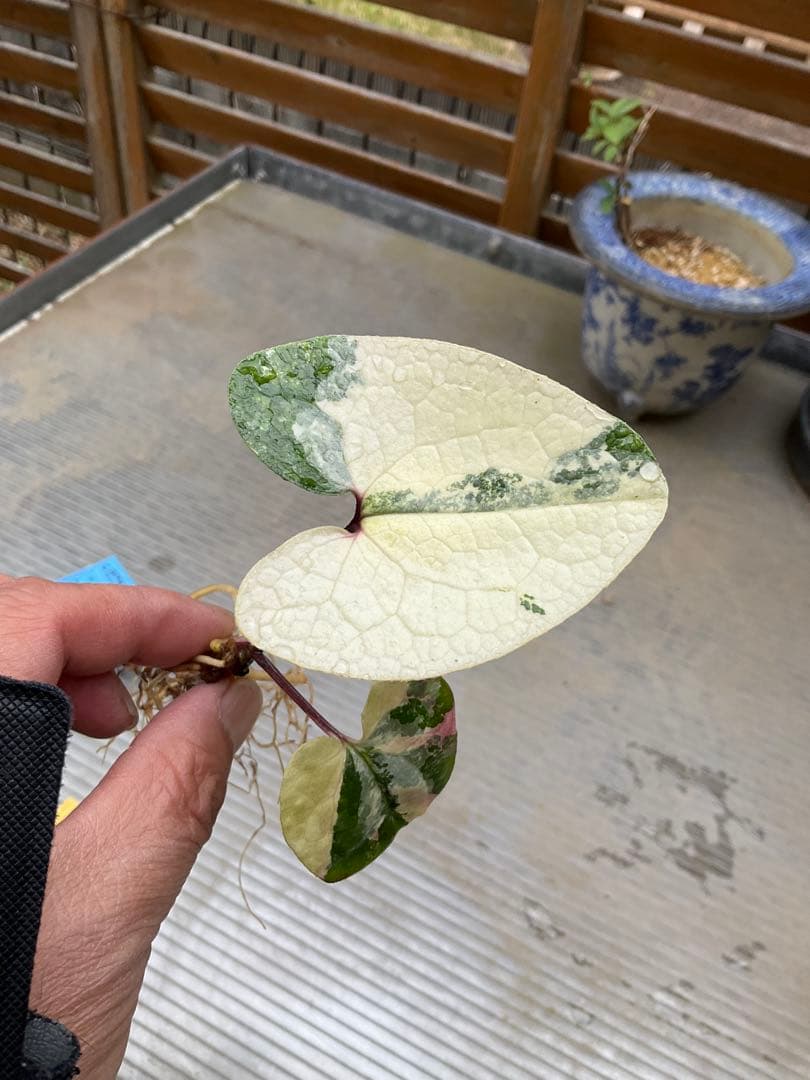 斑入り タマノカンアオイ 銘品「玄白」　カンアオイ