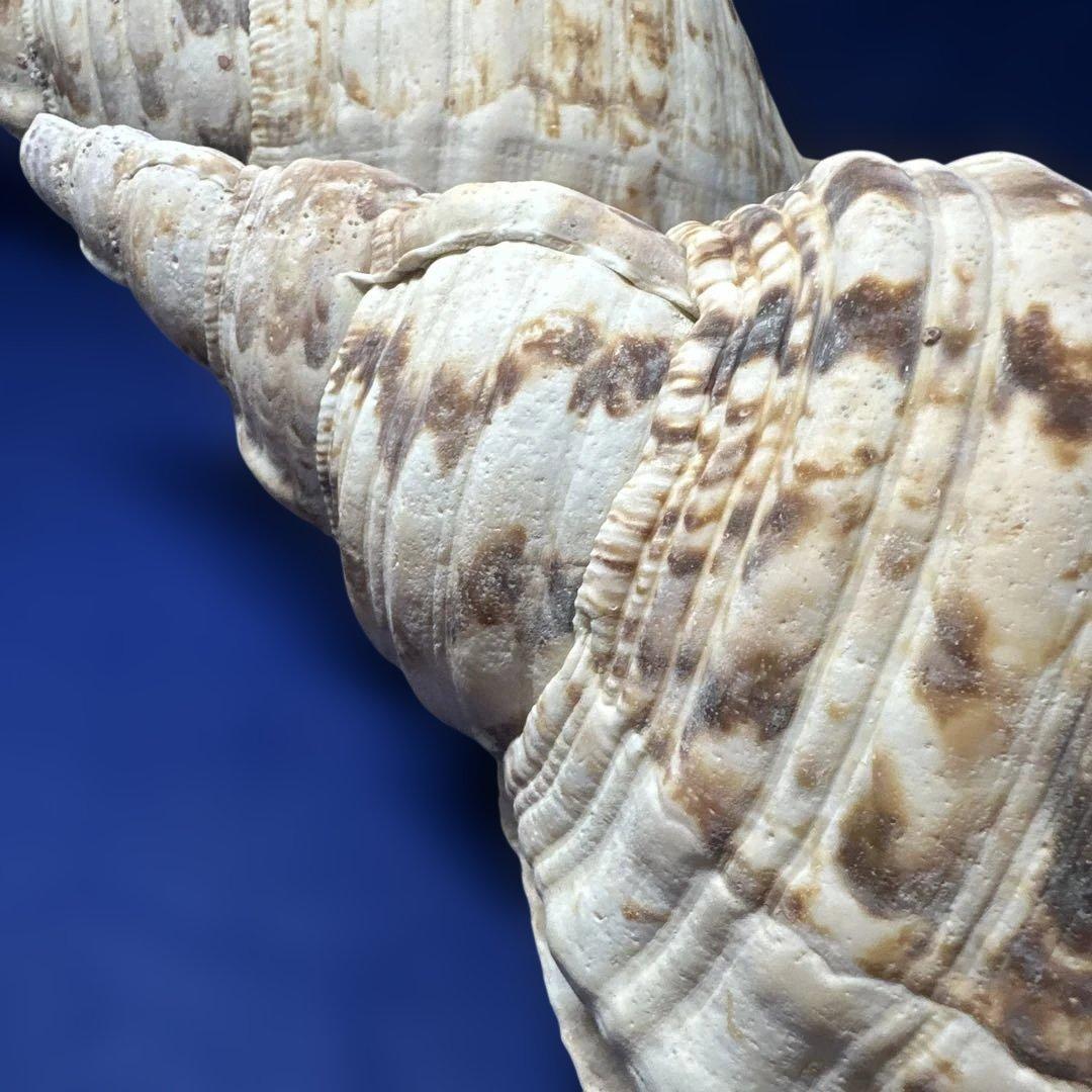 法螺貝　ホラガイ　ほら貝　三伏　密教　魔除け　　　熊よけ