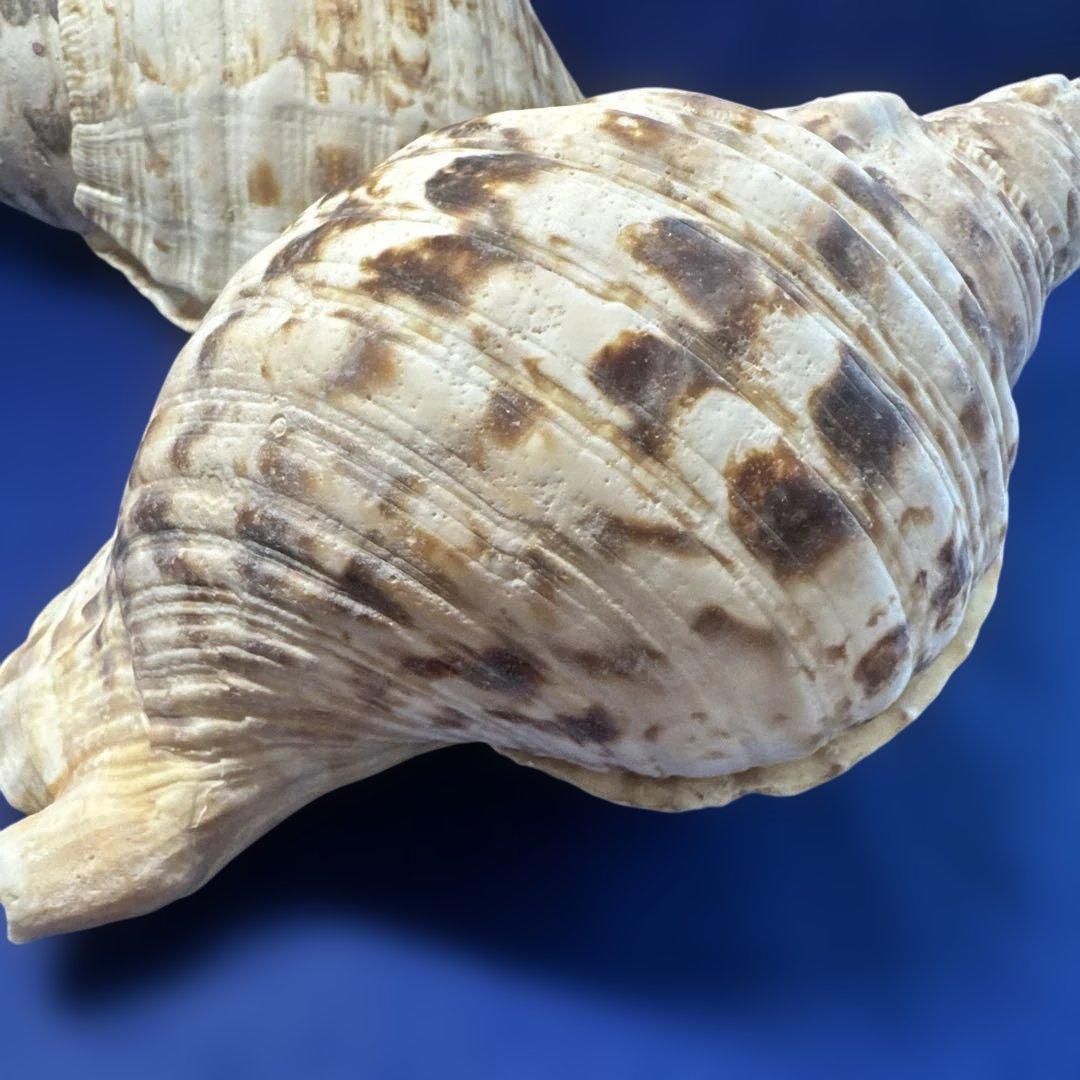 法螺貝　ホラガイ　ほら貝　三伏　密教　魔除け　　　熊よけ