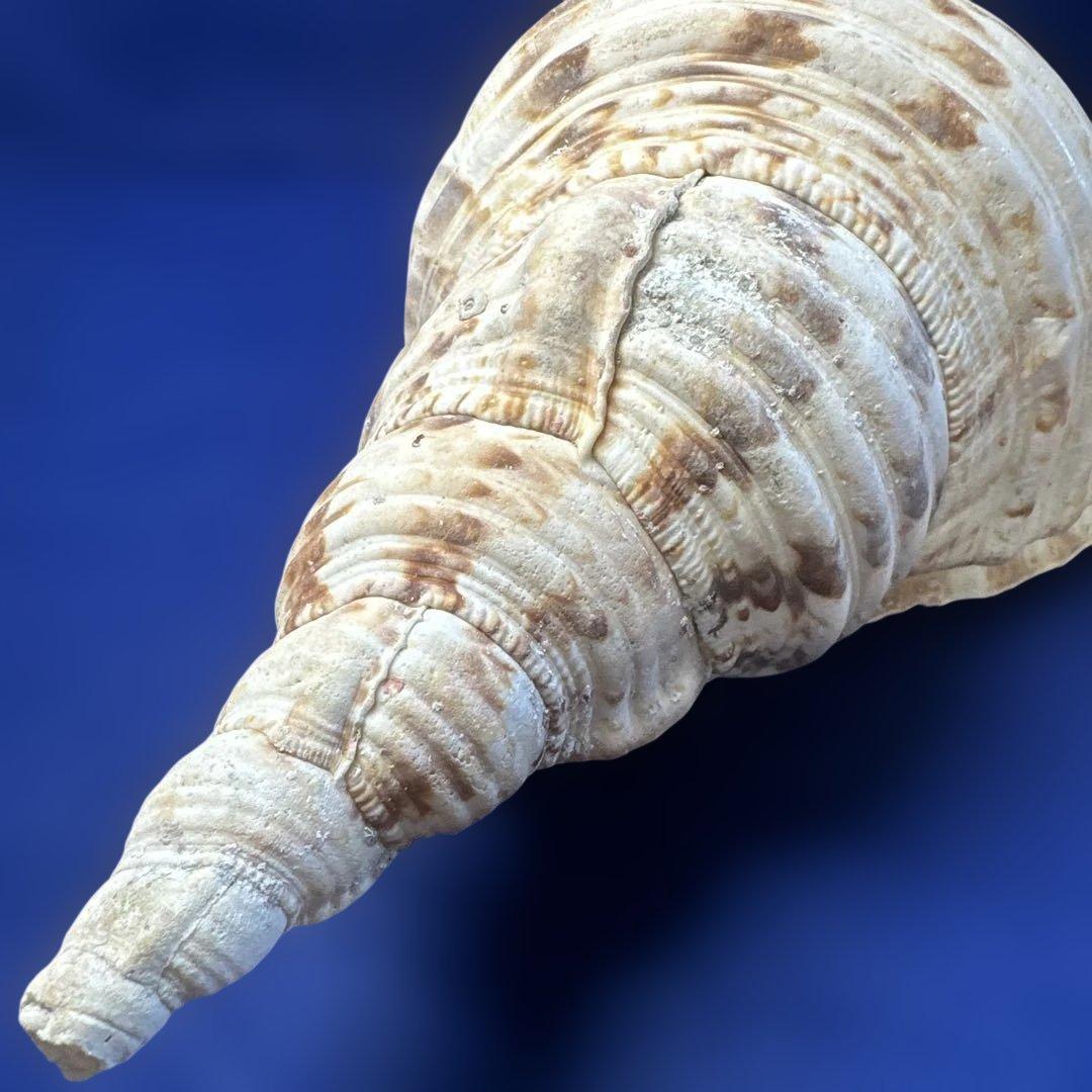 法螺貝　ホラガイ　ほら貝　三伏　密教　魔除け　　　熊よけ