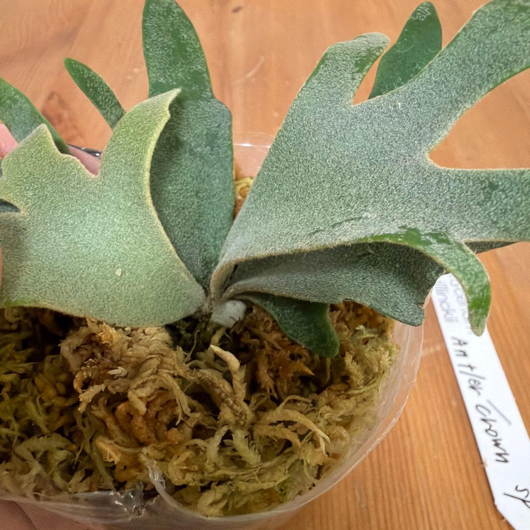 ＊P. willinckii Antler crown SP 3号ポット＊