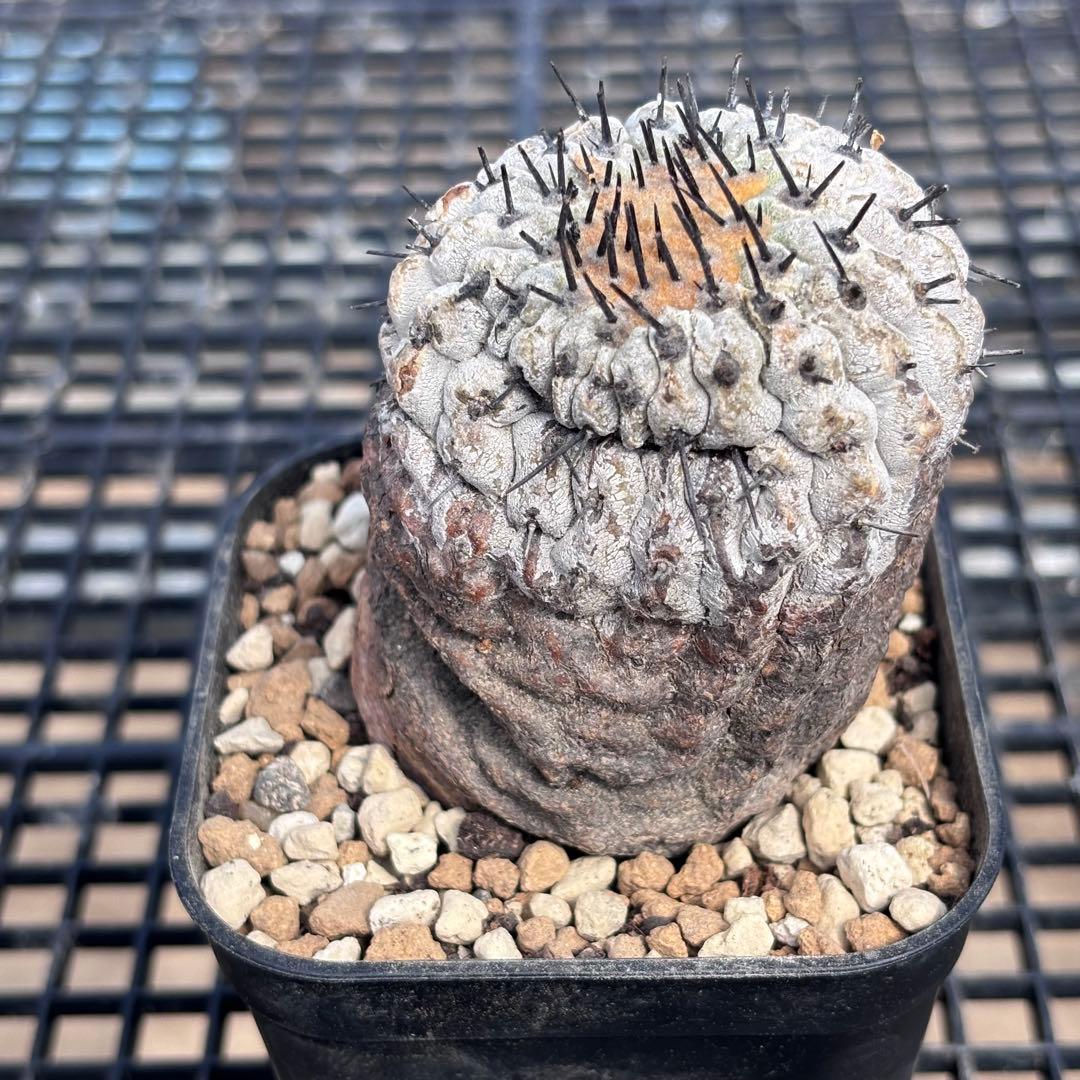 コピアポア　シネレア　コルムナアルバ　山木　現地球B