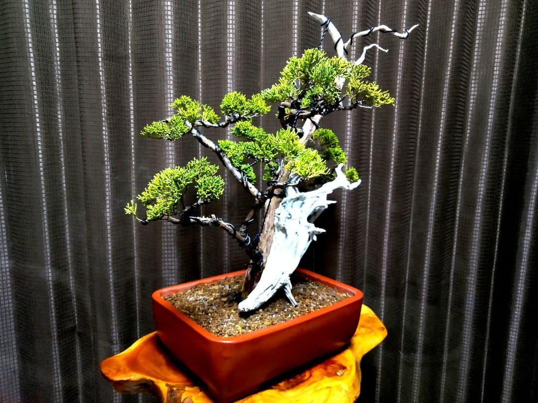 【創作 糸魚川真柏盆栽】 ⭕TANUKI創り舎利100年❗