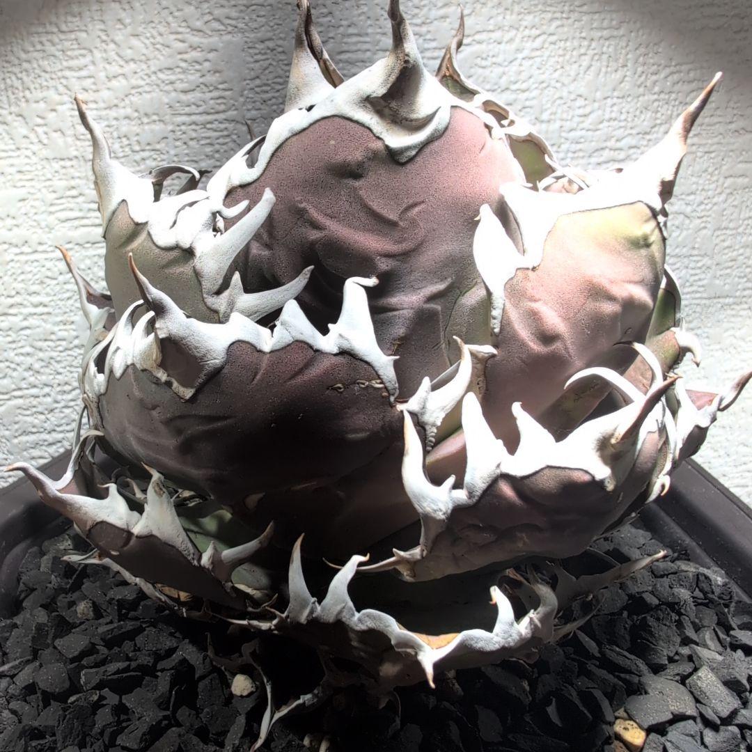 アガベ　チタノタ ハデス　シーザー　セット