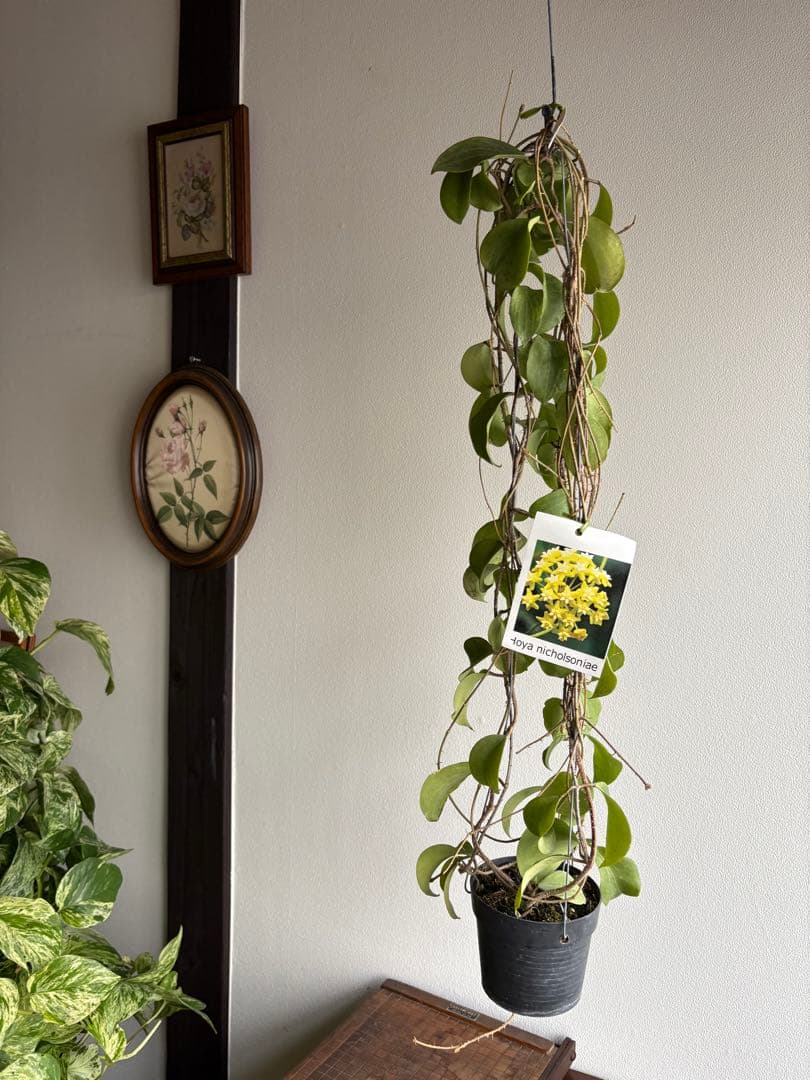hoya nicholsoniae ホヤ　3号　吊り鉢