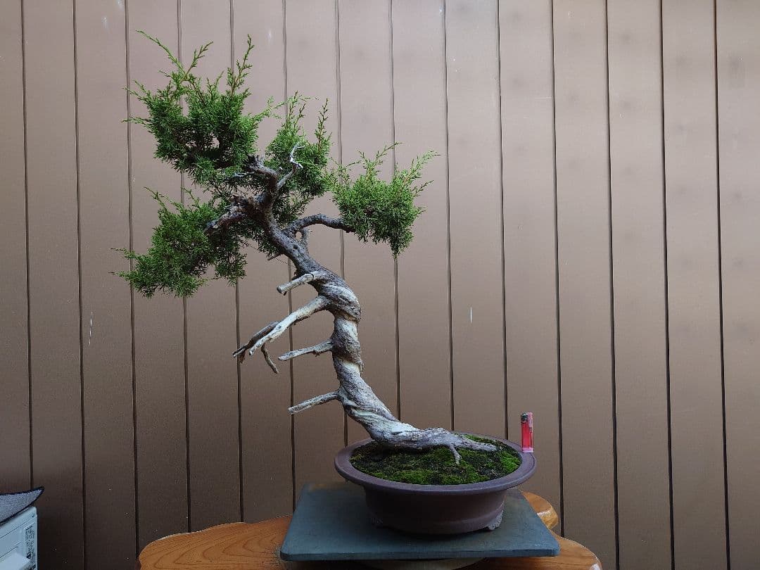 盆栽　糸魚川真柏　樹高70cm