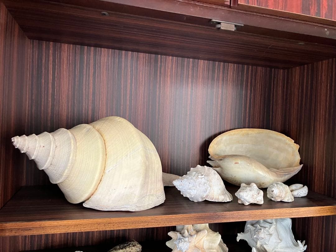 海の神秘　巨大貝殻　貝殻　コレクション　全25〜　珍品　奇品　南洋　オークション