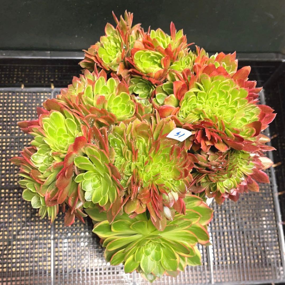 51#多肉植物アエオニウム錦❤️ ハロウィンイエロー錦セッカ ❤️28cm拔き苗