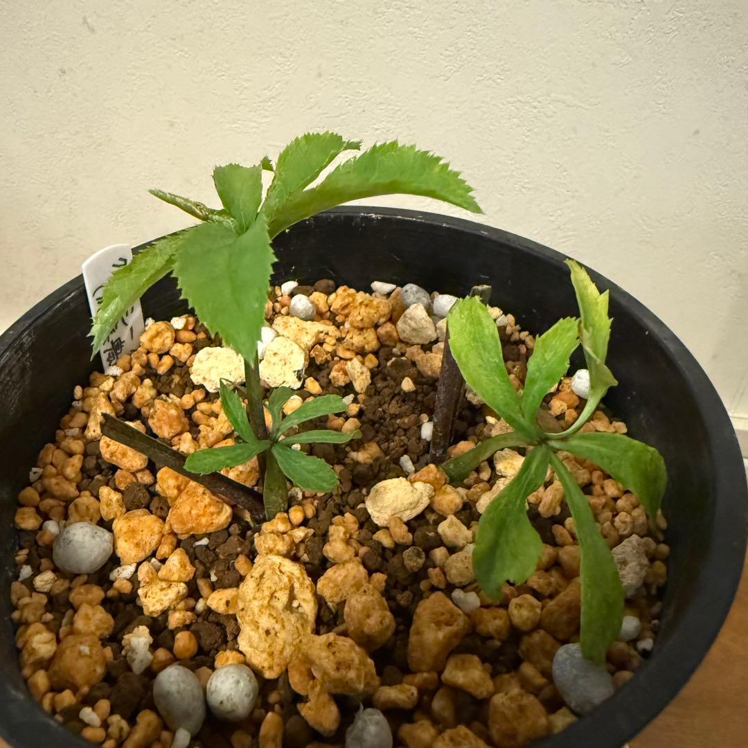 クリスマスローズ 加藤農園 グロッシーカラー☆ ディープレッドダブル 株分け