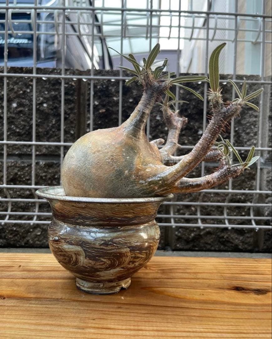 SALEパキポディウムグラキリス　発根済み