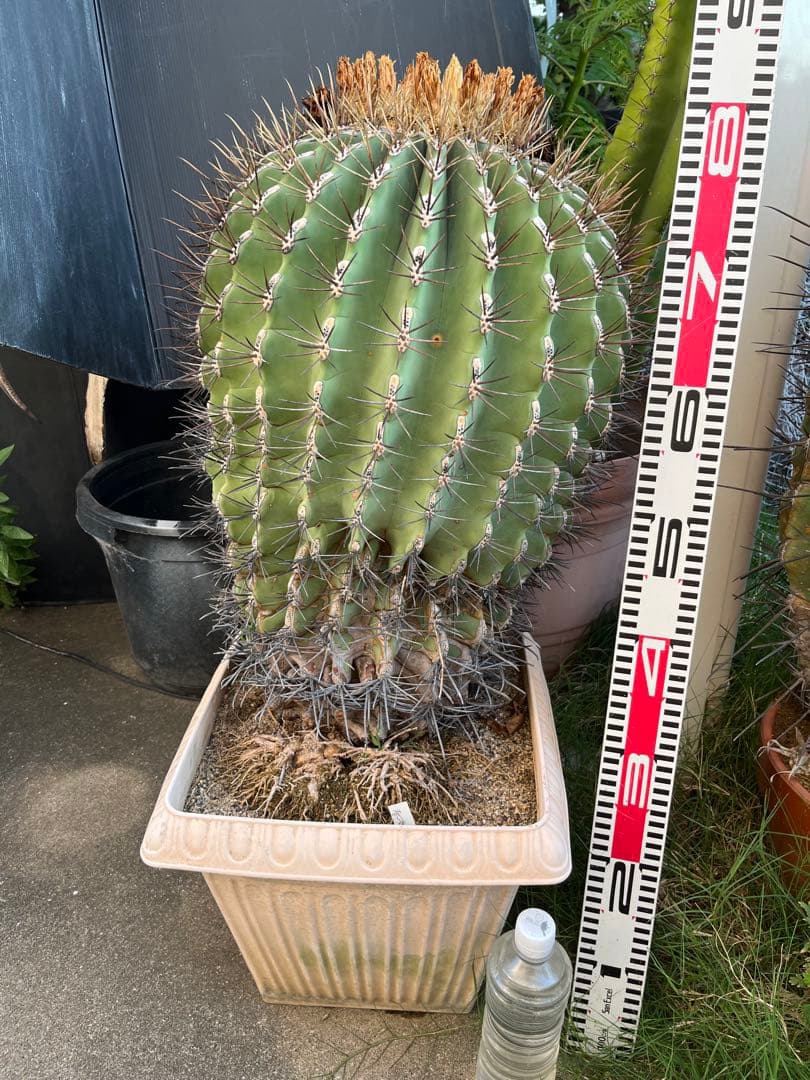 超特大引き取り限定　サボテン フェロカクタス　江守玉　高さ約78cm