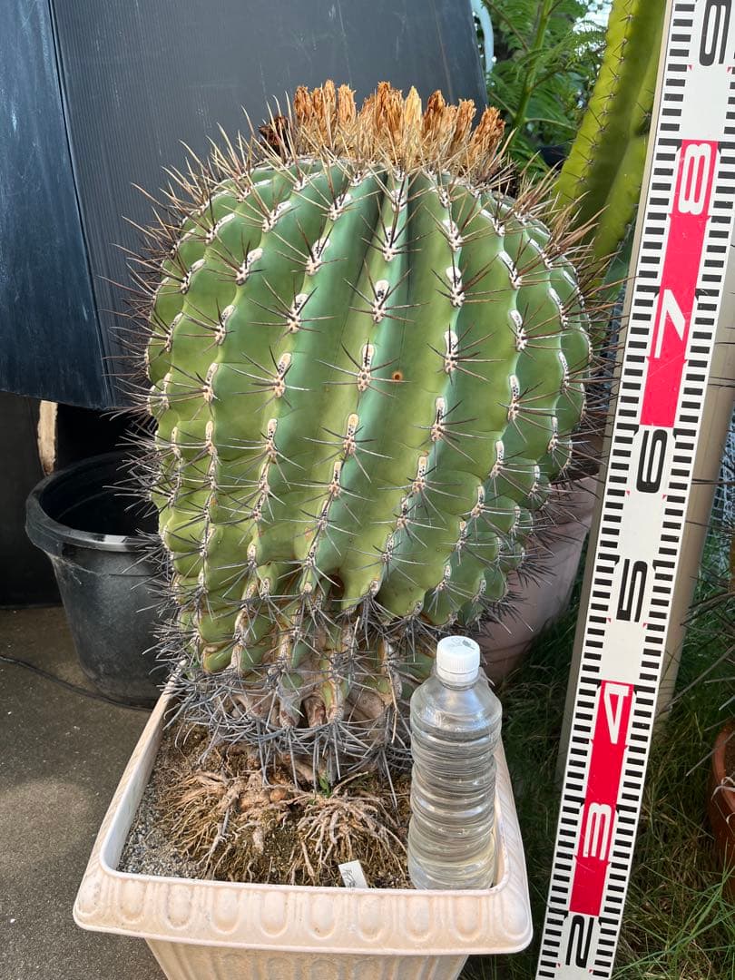 超特大引き取り限定　サボテン フェロカクタス　江守玉　高さ約78cm