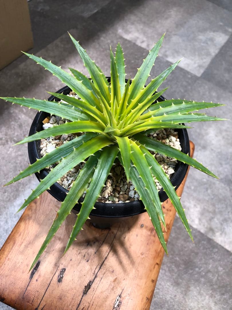 ディッキア・パリダ