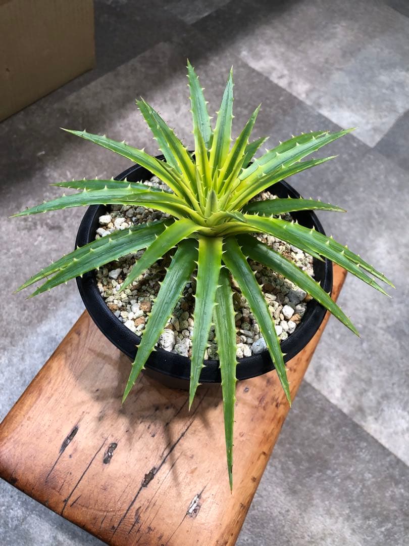 ディッキア・パリダ