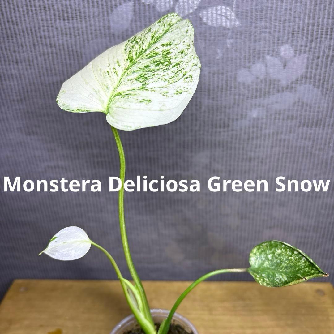 モンステラ　デリシオーサ　グリーンスノー