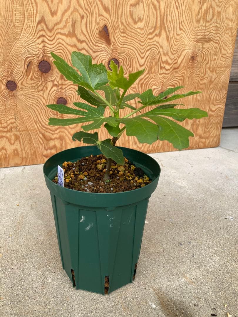 TFH 675,Gold Rush ５号ロングスリット鉢　挿し木苗　結実実績◎