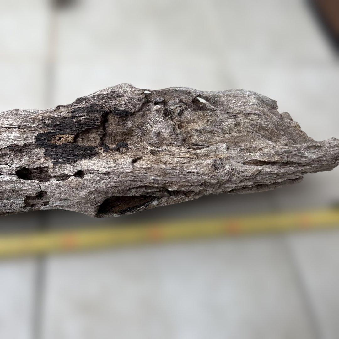 流木インテリア　爬虫類