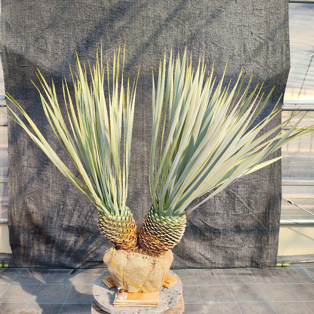 ロストラータ Hyb だぶるへっど