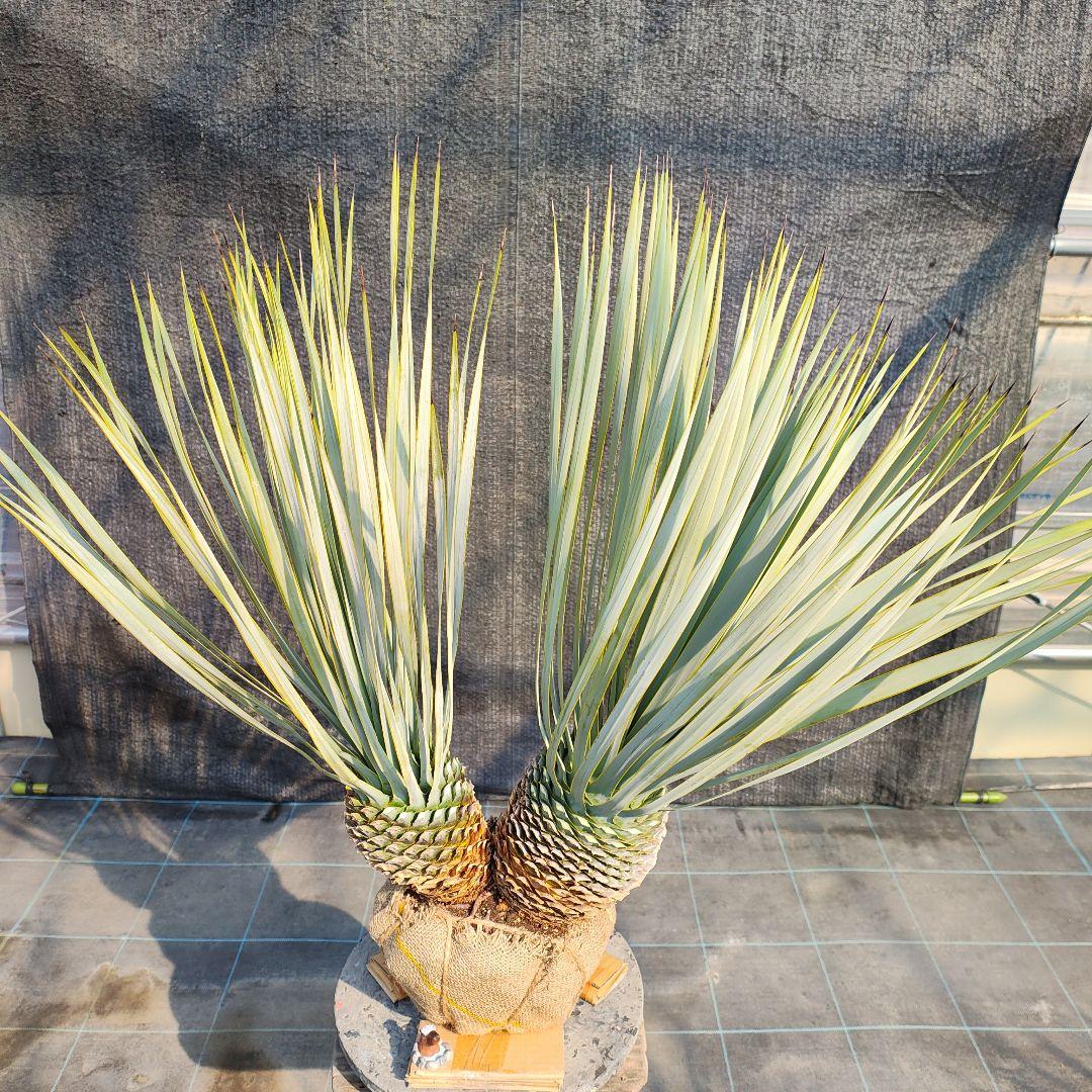 ロストラータ Hyb だぶるへっど