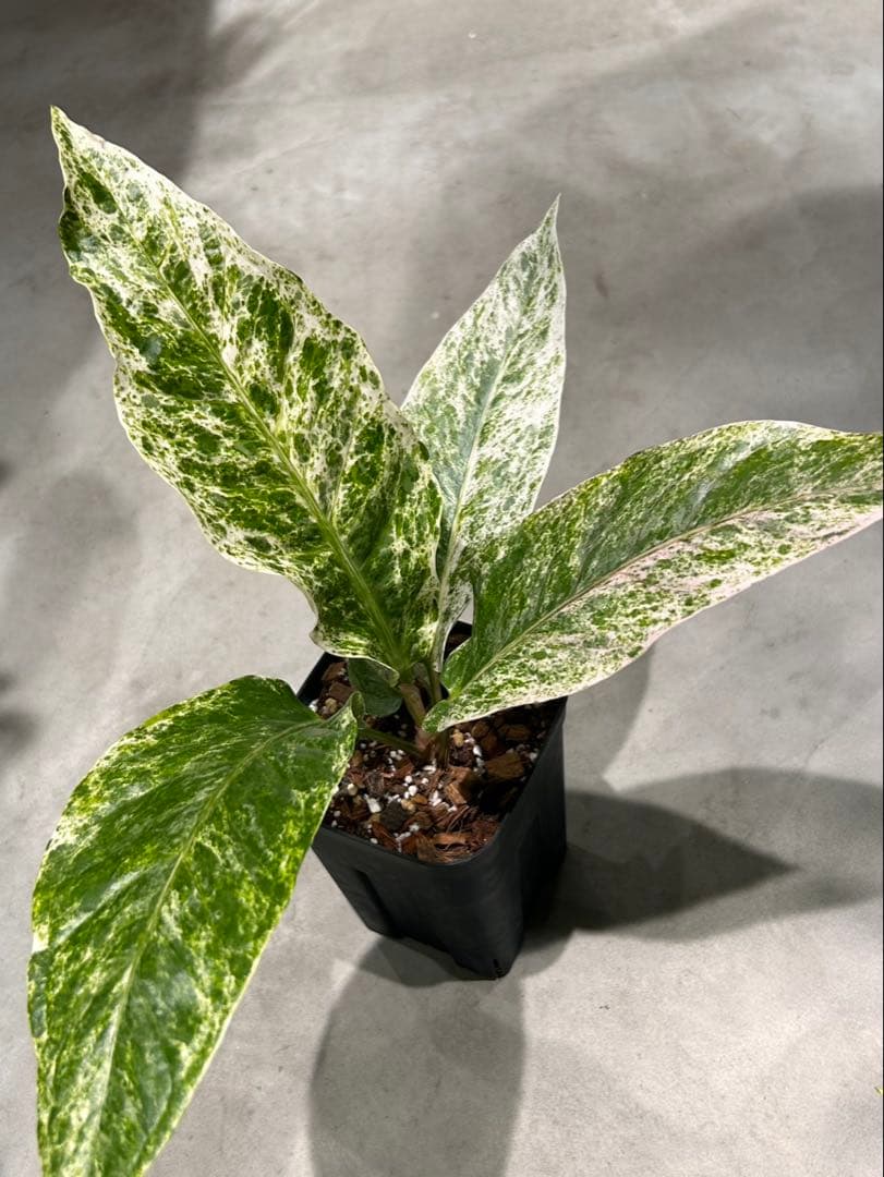 アンスリウム　ハイブリッド　斑入り