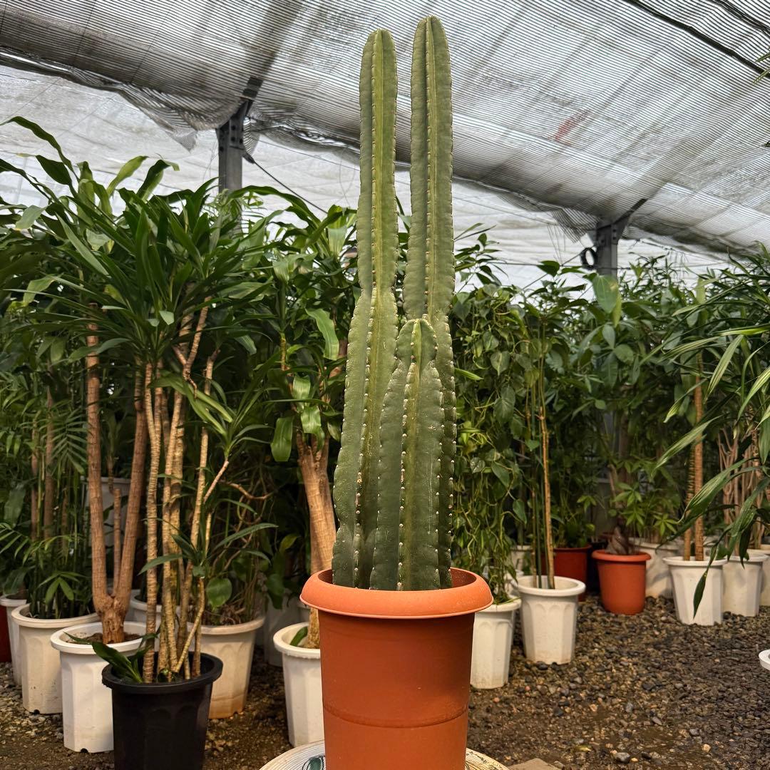 【特級品】柱サボテン 鬼面角 3本立ち 8号鉢サイズ 鉢付き