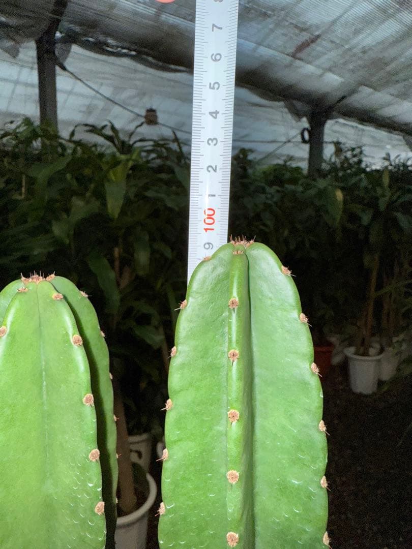 【特級品】柱サボテン 鬼面角 3本立ち 8号鉢サイズ 鉢付き