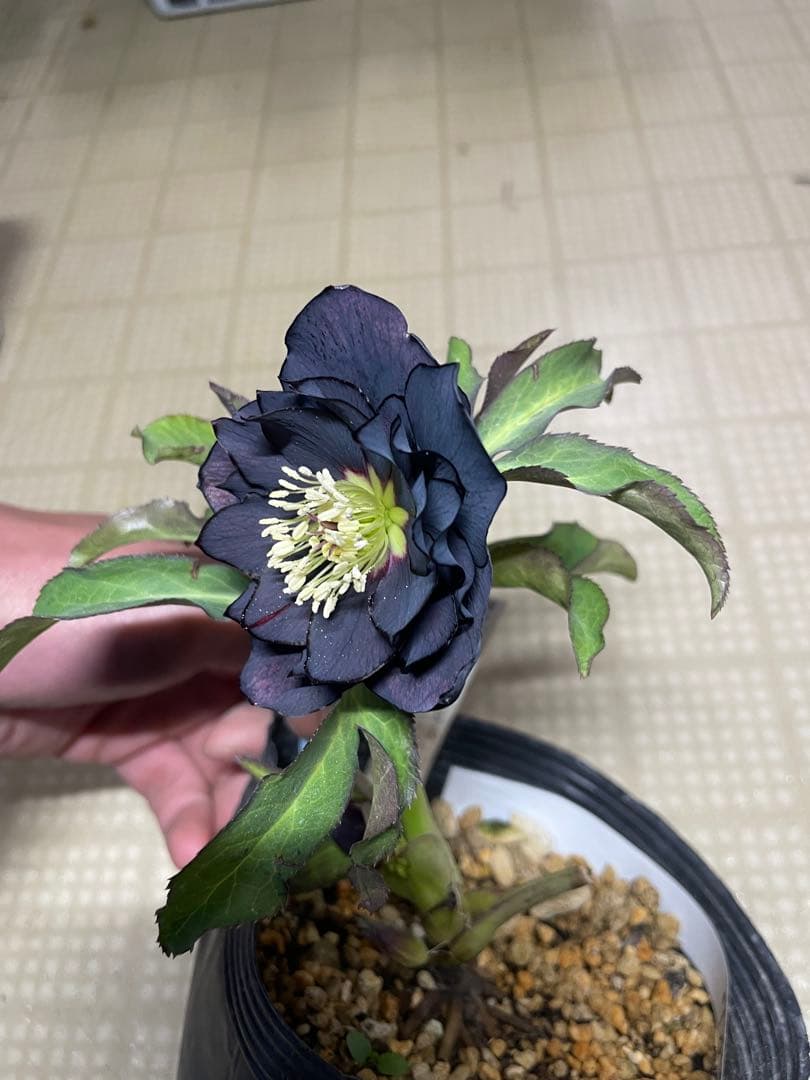 加藤農園 ブラック系 クリスマスローズ 美品