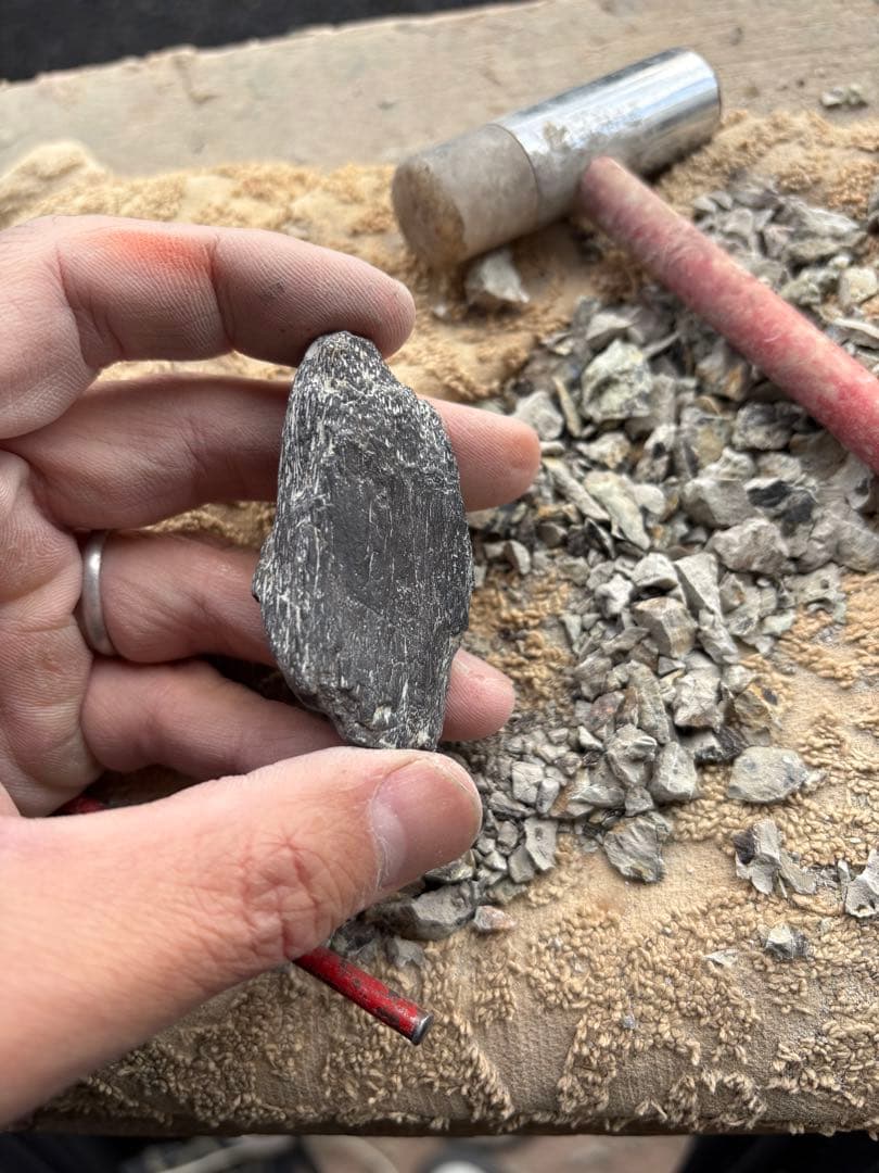 新種のステゴサウルスの棘の破片　化石　モロッコ　恐竜