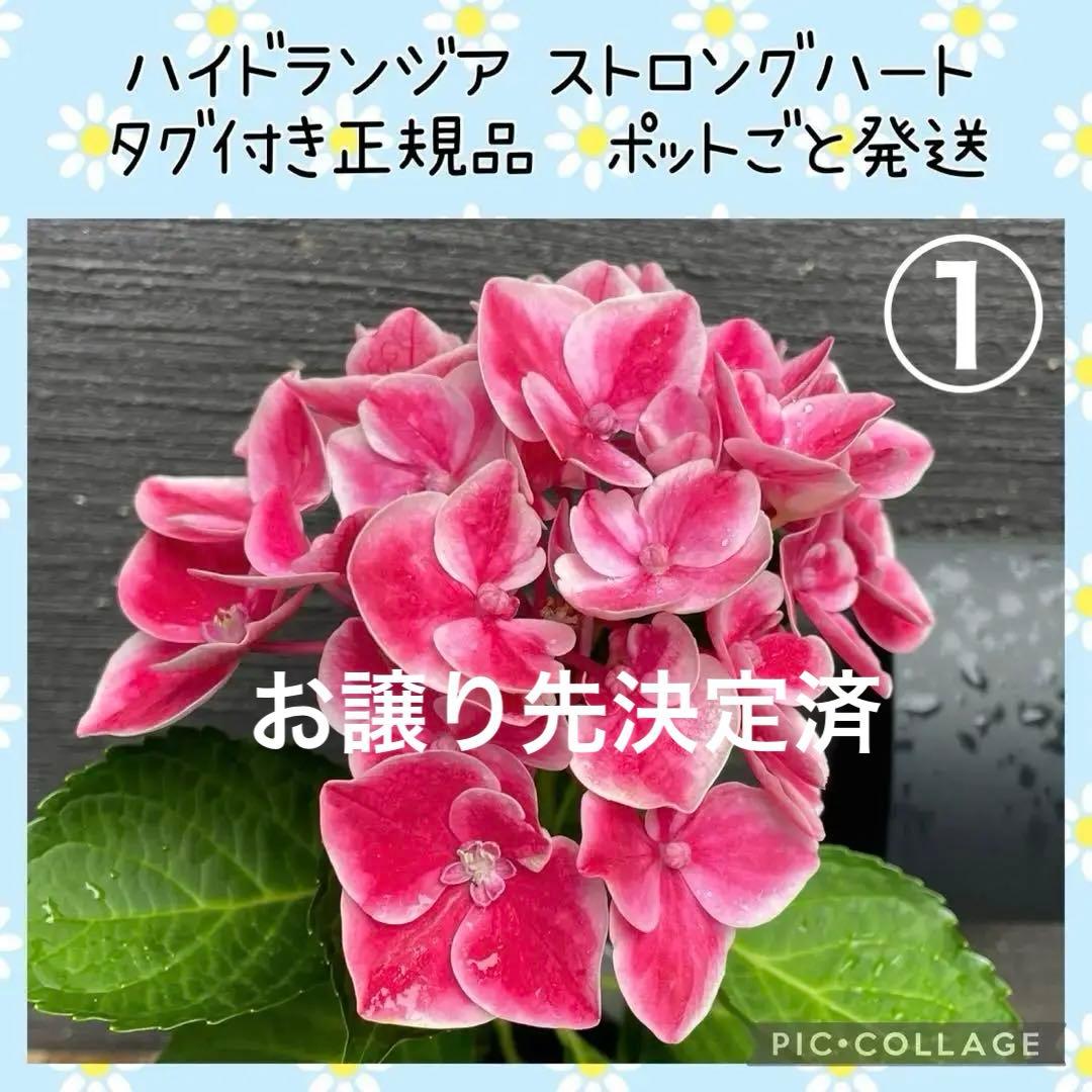 【花苗】ハイドランジア　ストロングハート　① 大苗 タグ付き正規品　ポット毎発送