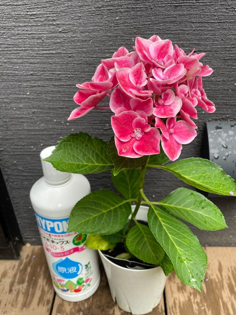 【花苗】ハイドランジア　ストロングハート　① 大苗 タグ付き正規品　ポット毎発送